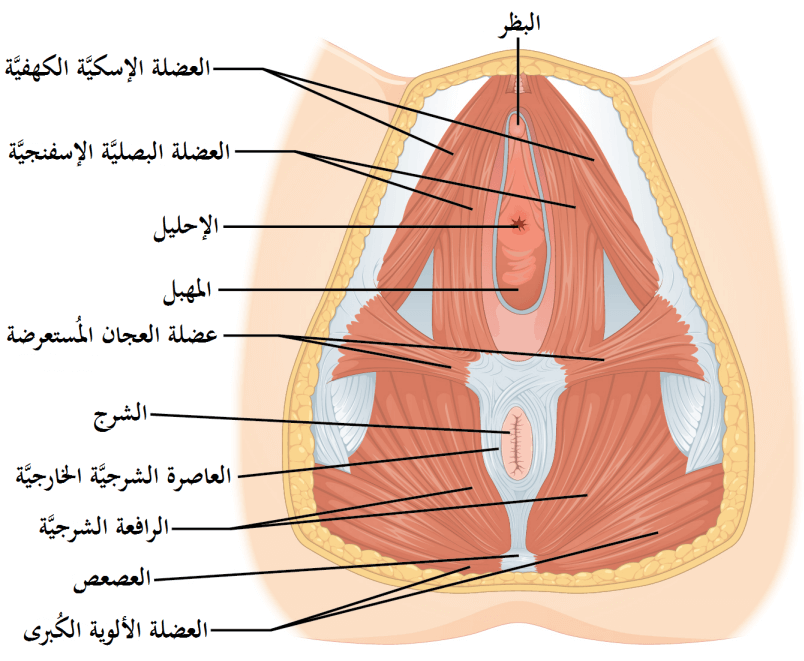 أين تقع فتحة المهبل